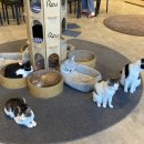 냥카페 묘연 이미지