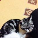 광명시민체육관 이미지