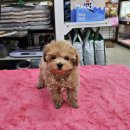 맹구와 땡칠이 이미지