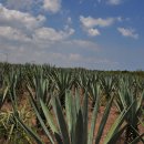 만경농장1 이미지