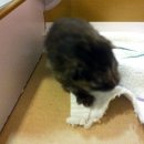 신석초교 이미지