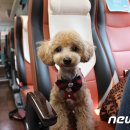 펫츠고트래블 이미지
