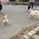 (주)알비노 | [부산동물보호센터] 유기견봉사후기 2025.12 ②
