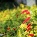 여우메디 이미지