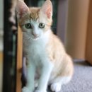 묘생역전 이미지