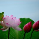 연꽃이야기 이미지