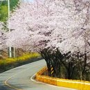 4월7일(화) 장봉도 섬에 핀 벚꽃보러가요.^^ 이미지