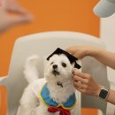 언젠가는 슬기로울 댕댕이 생활! &#39;반려동물 시민학교&#39; 이미지