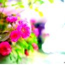 블루페퍼 이미지