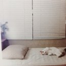 펫스트 이미지