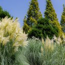 가을에 꼭 가봐야 할 충남 #태안 팜파스 명소#청산수목원 #팜파스축제﻿ 이미지