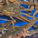 형제써비스 | 가락시장 대게+알쭈 맛집 추천, 서비스 만점 형제수산 낮술 후기