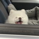 모양동물병원 이미지