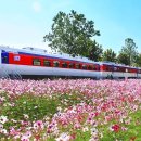 “50% 할인. 5대 관광열차 타고 가는 가을 기차여행 이미지