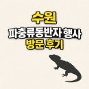 레드아이 | 수원 파충류 행사 후기 레드아이 아머드 스킨크 입양 이야기