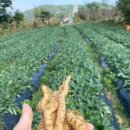 김원섭농장 이미지