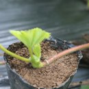 반디별펜션 이미지