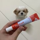 맥시펫(Maxi Pet) | 강아지가 발을 핥는 이유, 발사탕 효과적인 관리법은? (펫 윌니스)