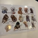 힐링독 | 대구 힐링독 애견카페 방문 후기