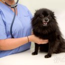 이:은동물병원 이미지