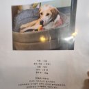 다르게 천천히 | 화성 유기견카페 훈트 후기, 유기견들과 천천히 가까워지는 시간