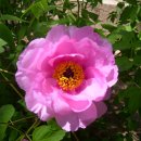 수 덕 정 이미지