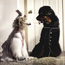 애견모델 이미지