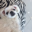 이찬헤어랜드 이미지