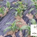 선화농장2 이미지