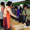 수억인삼