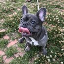 프불하우스 이미지