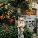 서울미용원 - 당진시 | 서울 경기 반려견 스냅 아모아스냅 촬영 후기 ! 프리미엄 감성 스냅 망원에서 야외스냅 찍고 왔어요~