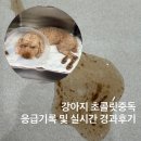 조은동물병원 | 다크초콜릿 85% 강아지가 먹고 나서 벌어진 일 실시간 기록 - 응급대처, 구토처치(아이조은동물병원)