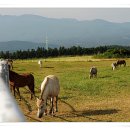 석곡목장 이미지