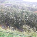 전원사슴농장 이미지