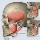 Biomechanics of the Temporomandibular Joint. TM joint에 대한 생체역학 - 정리중.... 이미지