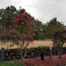 제주아비앙또 이미지