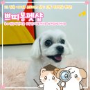 윤애견미용 | 센텀애견미용 광안리애견미용 | 수영구 쁘띠몽펫샵 강아지 얼굴컷 위생미용 닭발미용 후기