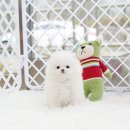 화이트 독 이미지