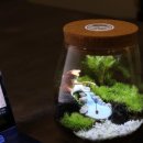 테라리움A 이미지