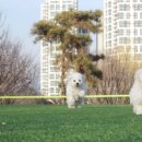 넥서스켄넬 이미지