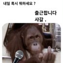 처녀꿀돼지 - 당진시 송산로 840 | 짧으면서도 길었던 이월