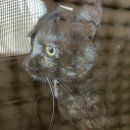 미니마니몽 이미지