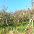 이팝나무 펜션 이미지