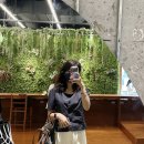 르마일 이미지