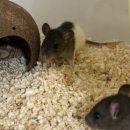 햄스터 분양 로던트 클럽 충남점 이미지