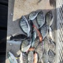 바다풍경펜션도시어부 이미지