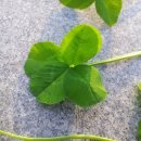 네잎클로버pc 이미지