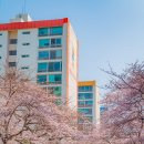 삼익비치타운아파트 | 부산 가볼만한곳 삼익비치타운 아파트실시간 개화율 벚꽃명소 주차장