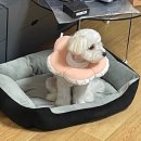 오룡 동물병원 이미지